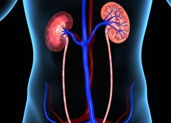 Medical illustration of the kidneys and urinary system