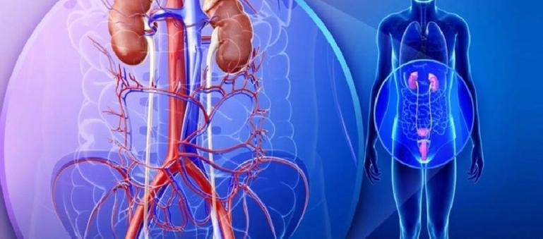 Medical illustration of the urological and renal system